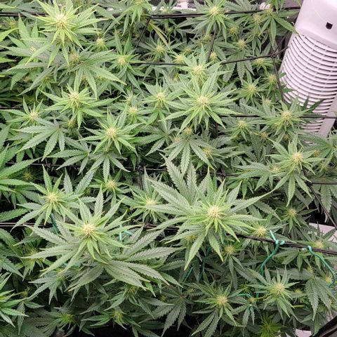 Stardawg growlog timeline photo