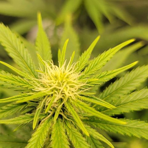 Stardawg growlog timeline photo
