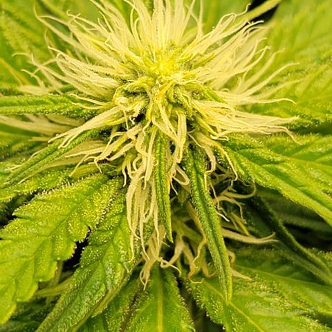 Bruce Banner growlog timeline photo