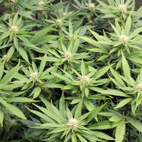 Bruce Banner growlog timeline photo