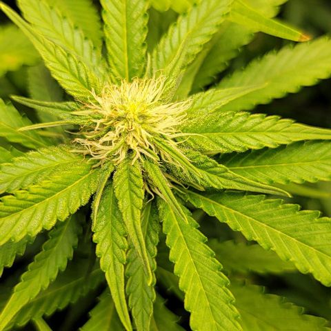 Bruce Banner growlog timeline photo