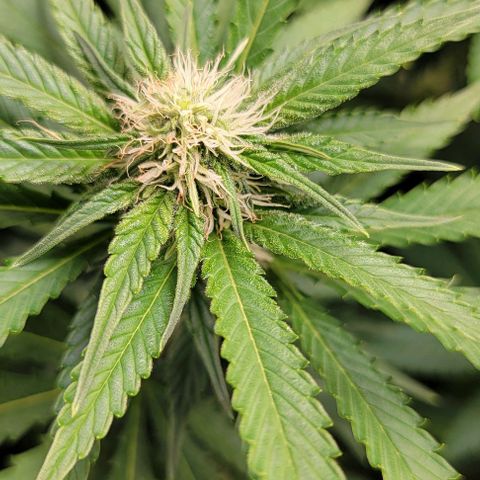 Bruce Banner growlog timeline photo