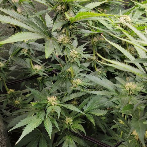 Bruce Banner growlog timeline photo