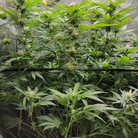Bruce Banner growlog timeline photo