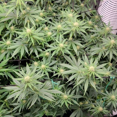Stardawg growlog timeline photo