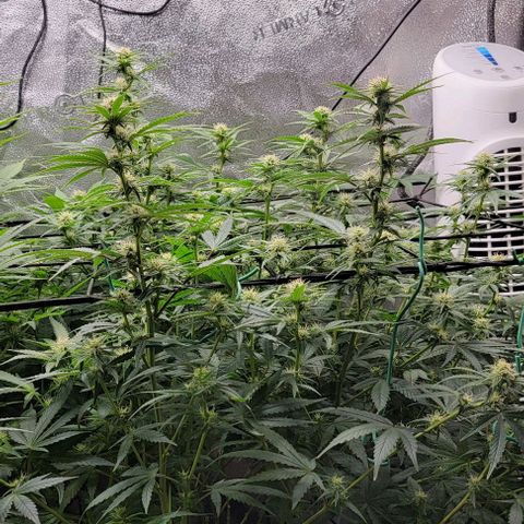 Stardawg growlog timeline photo