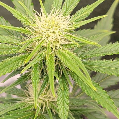 Stardawg growlog timeline photo