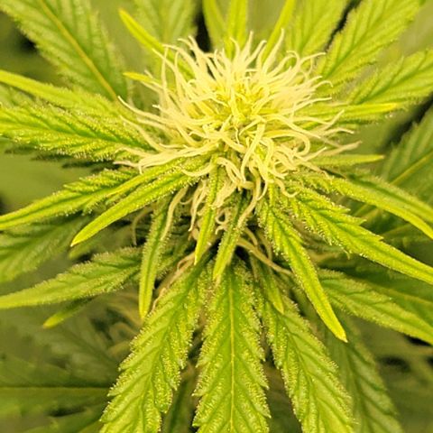Stardawg growlog timeline photo