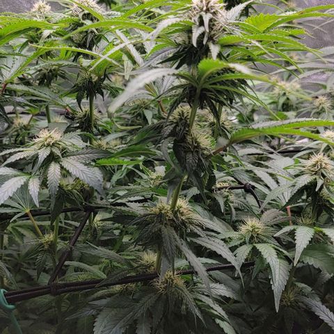 Bruce Banner growlog timeline photo