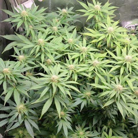 Bruce Banner growlog timeline photo