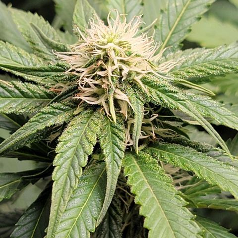 Bruce Banner growlog timeline photo