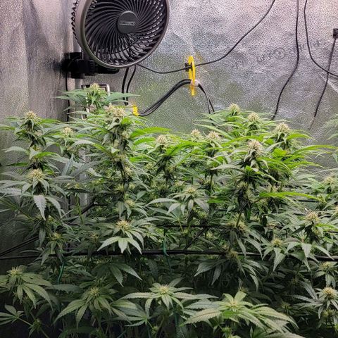 Bruce Banner growlog timeline photo