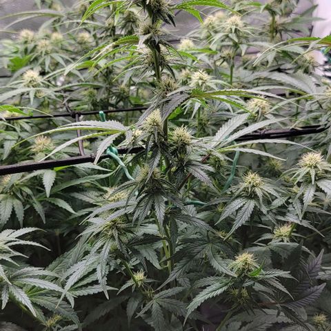 Stardawg growlog timeline photo