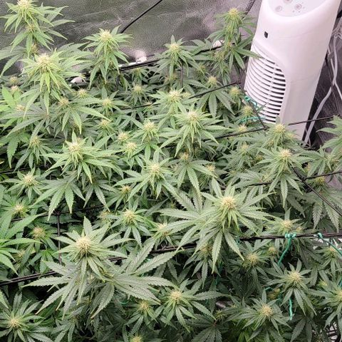 Stardawg growlog timeline photo