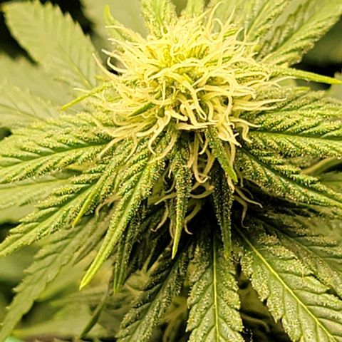 Stardawg growlog timeline photo