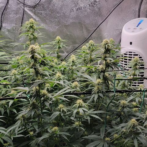Stardawg growlog timeline photo