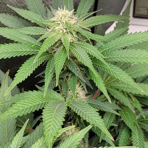 Bruce Banner growlog timeline photo