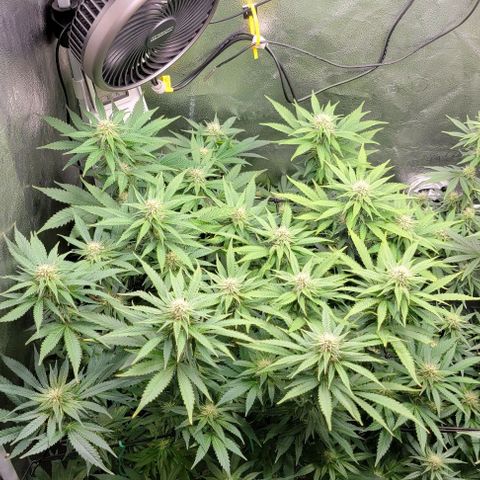 Bruce Banner growlog timeline photo