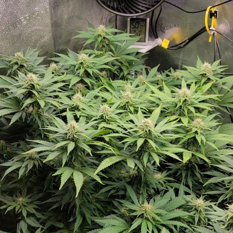 Bruce Banner growlog timeline photo