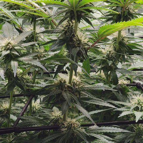 Bruce Banner growlog timeline photo