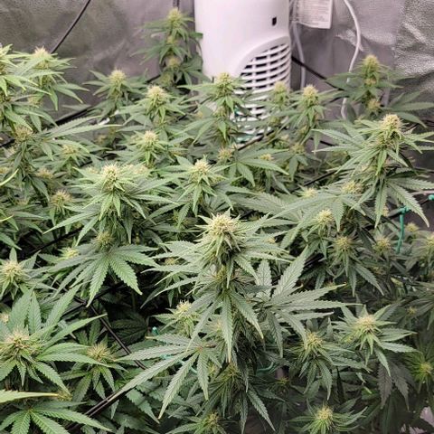 Stardawg growlog timeline photo