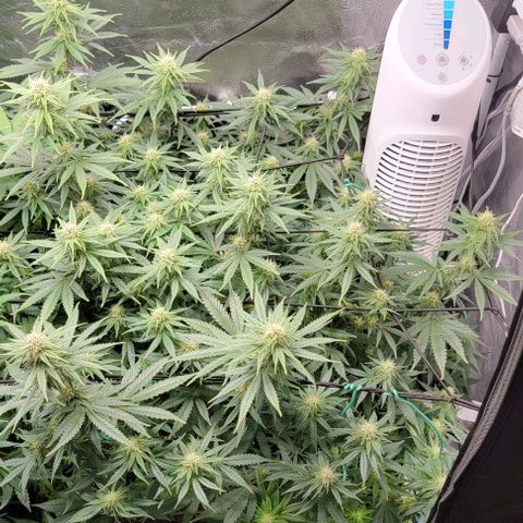 Stardawg growlog timeline photo
