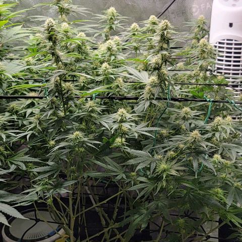 Stardawg growlog timeline photo