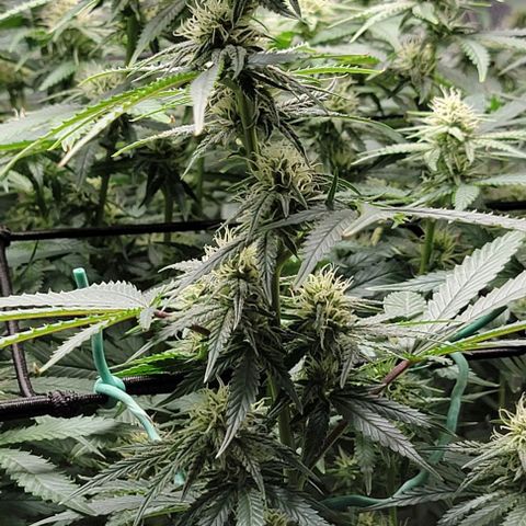 Stardawg growlog timeline photo