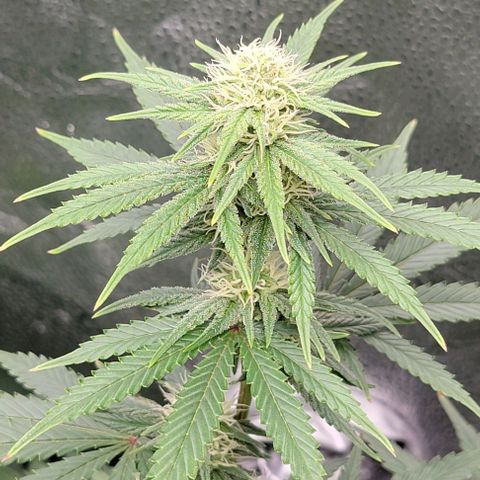 Stardawg growlog timeline photo