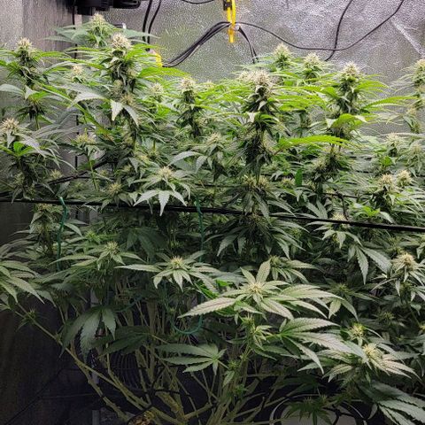 Bruce Banner growlog timeline photo
