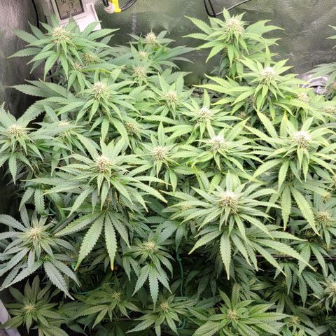 Bruce Banner growlog timeline photo
