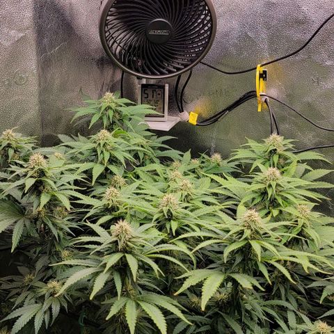 Bruce Banner growlog timeline photo