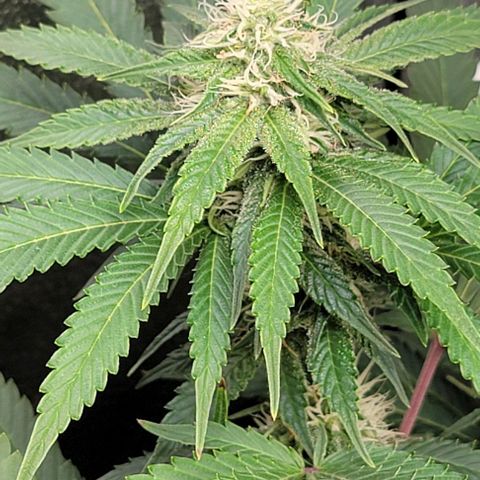 Bruce Banner growlog timeline photo