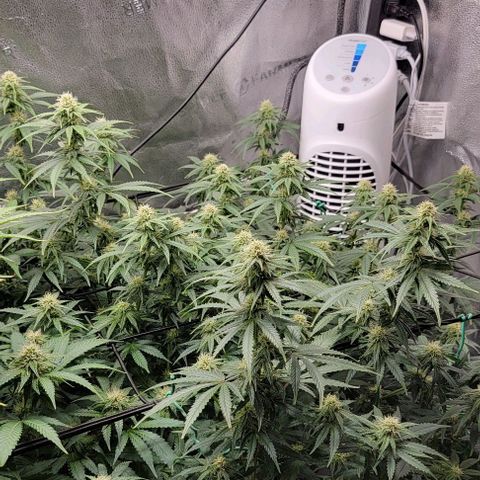 Stardawg growlog timeline photo