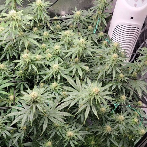 Stardawg growlog timeline photo