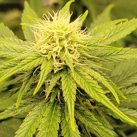 Stardawg growlog timeline photo