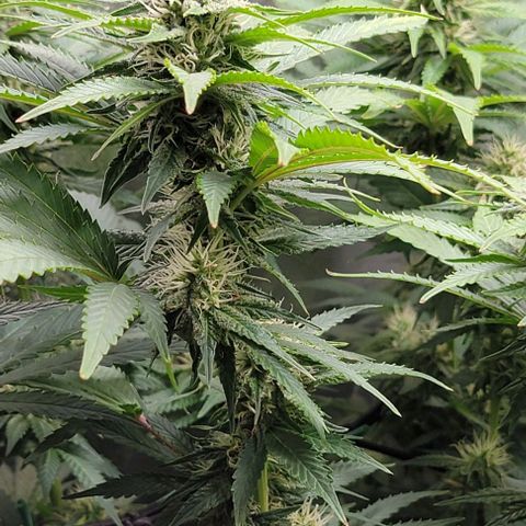 Bruce Banner growlog timeline photo