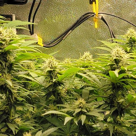 Bruce Banner growlog timeline photo