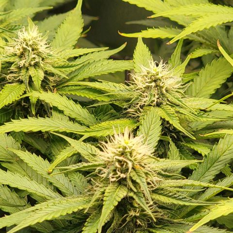 Bruce Banner growlog timeline photo