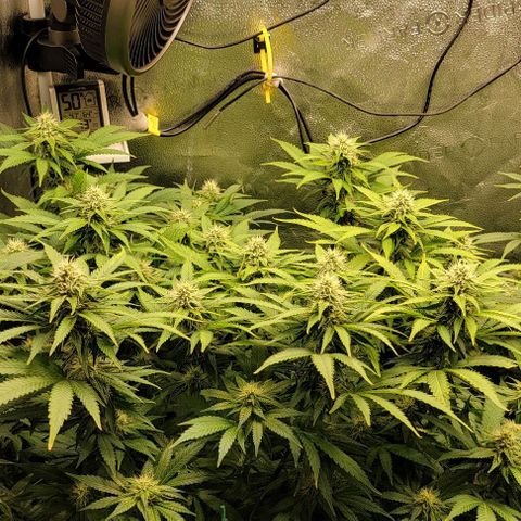 Bruce Banner growlog timeline photo