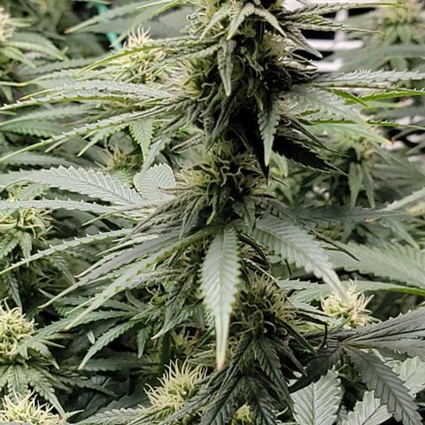 Stardawg growlog timeline photo