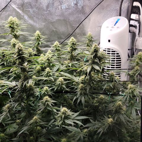 Stardawg growlog timeline photo