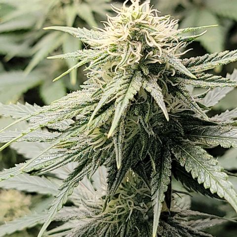 Stardawg growlog timeline photo