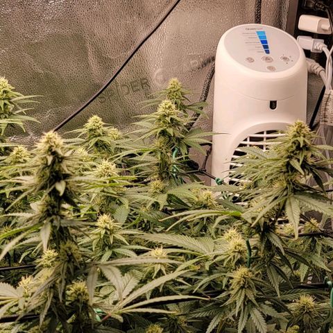 Stardawg growlog timeline photo