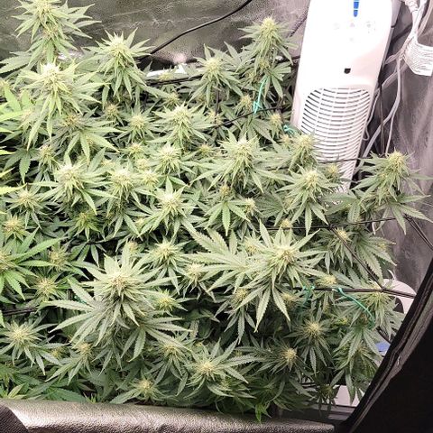 Stardawg growlog timeline photo
