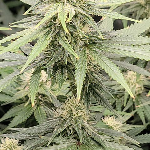 Stardawg growlog timeline photo
