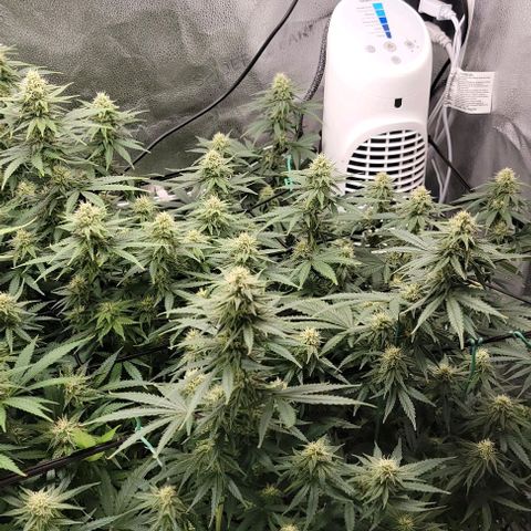 Stardawg growlog timeline photo
