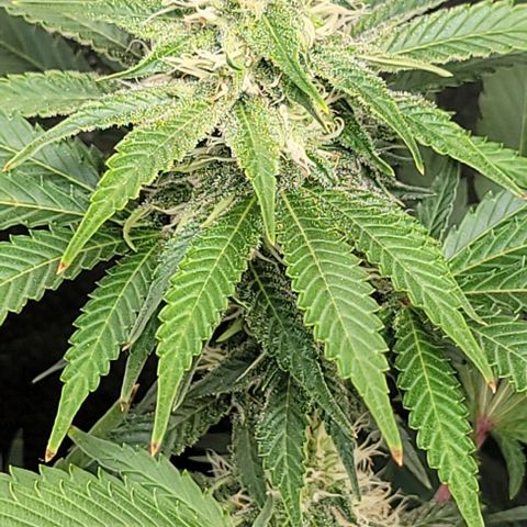 Bruce Banner growlog timeline photo