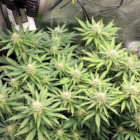 Bruce Banner growlog timeline photo