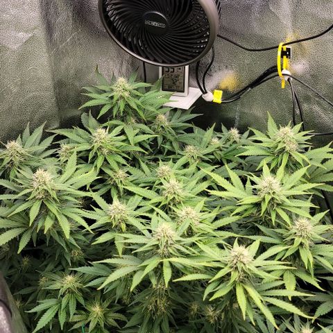 Bruce Banner growlog timeline photo